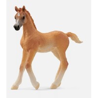 Arabian Foal image